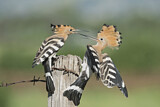 Image. Eurasian Hoopoe