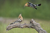 Image. Eurasian Hoopoe