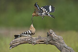 Image. Eurasian Hoopoe