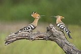Image. Eurasian Hoopoe