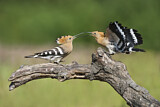 Image. Eurasian Hoopoe
