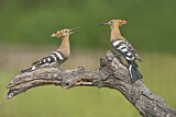 Image. Eurasian Hoopoe