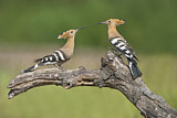 Image. Eurasian Hoopoe