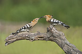 Image. Eurasian Hoopoe