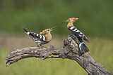 Image. Eurasian Hoopoe