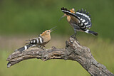 Image. Eurasian Hoopoe