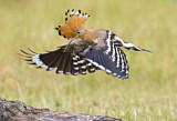 Image. Eurasian Hoopoe