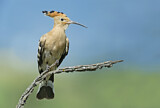 Image. Eurasian Hoopoe