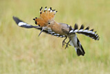 Image. Eurasian Hoopoe