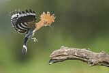 Image. Eurasian Hoopoe