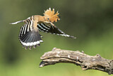Image. Eurasian Hoopoe