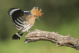 Image. Eurasian Hoopoe
