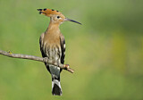 Image. Eurasian Hoopoe