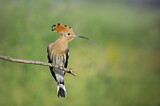 Image. Eurasian Hoopoe