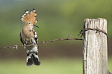 Image. Eurasian Hoopoe