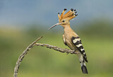 Image. Eurasian Hoopoe