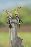 Image. Eurasian Hoopoe