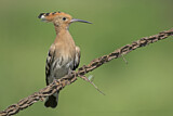 Image. Eurasian Hoopoe