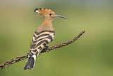 Image. Eurasian Hoopoe