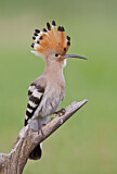 Image. Eurasian Hoopoe