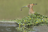 Image. Eurasian Hoopoe