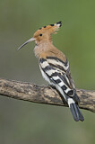 Image. Eurasian Hoopoe