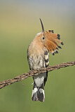 Image. Eurasian Hoopoe