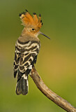 Image. Eurasian Hoopoe