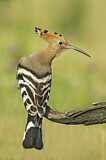 Image. Eurasian Hoopoe