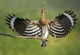Image. Eurasian Hoopoe