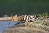 Image. Eurasian Hoopoe
