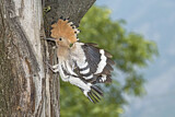 Image. Eurasian Hoopoe