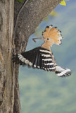 Image. Eurasian Hoopoe
