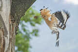 Image. Eurasian Hoopoe