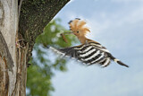 Image. Eurasian Hoopoe