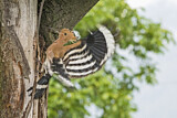 Image. Eurasian Hoopoe