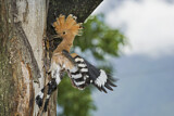 Image. Eurasian Hoopoe