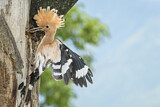 Image. Eurasian Hoopoe