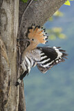 Image. Eurasian Hoopoe