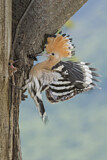 Image. Eurasian Hoopoe
