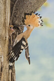 Image. Eurasian Hoopoe