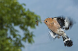 Image. Eurasian Hoopoe
