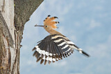 Image. Eurasian Hoopoe