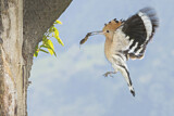 Image. Eurasian Hoopoe