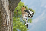 Image. Eurasian Hoopoe