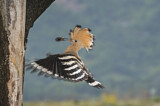 Image. Eurasian Hoopoe