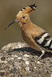 Image. Eurasian Hoopoe