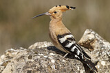 Image. Eurasian Hoopoe