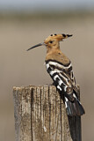 Image. Eurasian Hoopoe