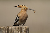 Image. Eurasian Hoopoe